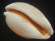 画像3: ナンヨウダカラ(Lyncina aurantium) 小難あり (3)