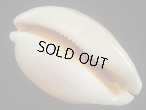 画像3: ナンヨウダカラ(Lyncina aurantium) 小難あり (3)