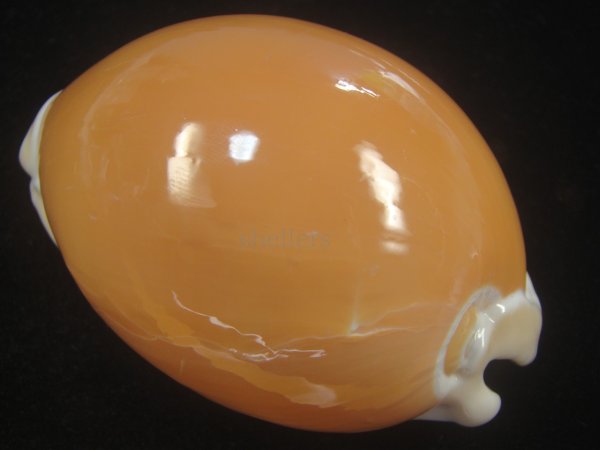 画像2: ナンヨウダカラ(Lyncina aurantium) 大　老成　美品　丸 (2)