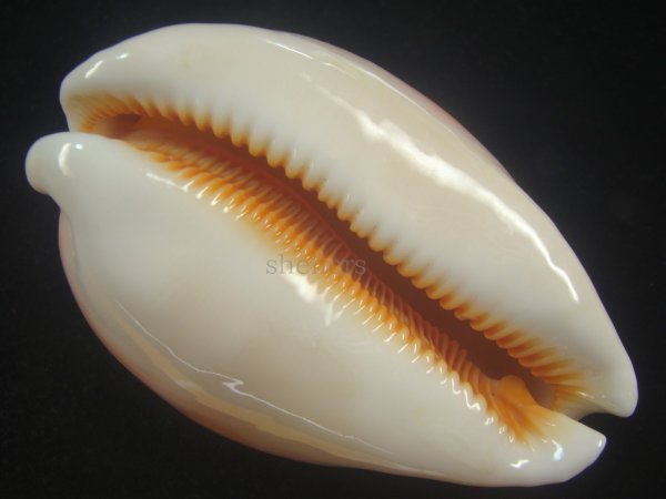 画像3: ナンヨウダカラ(Lyncina aurantium) 大　老成　美品　丸 (3)