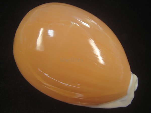 画像1: ナンヨウダカラ(Lyncina aurantium) 大　老成　美品 (1)