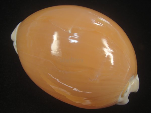 画像2: ナンヨウダカラ(Lyncina aurantium) 大　老成　美品 (2)