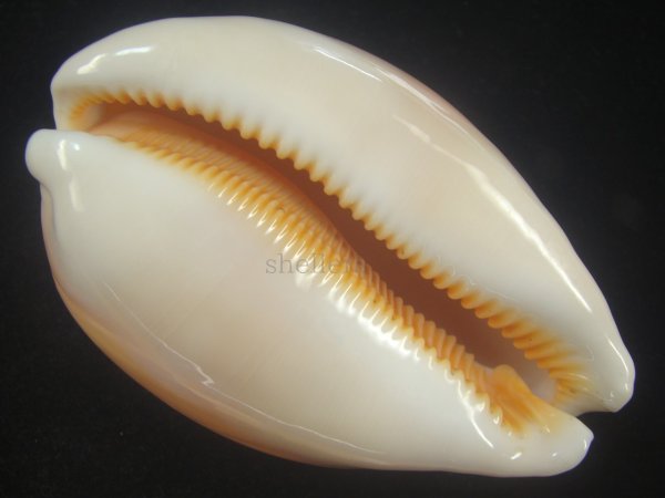 画像3: ナンヨウダカラ(Lyncina aurantium) 大　老成　美品 (3)