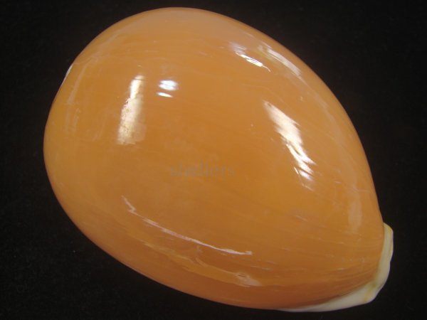画像1: ナンヨウダカラ(Lyncina aurantium) 小難ありだけど大 (1)