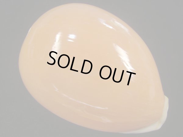 画像1: ナンヨウダカラ(Lyncina aurantium) 小難ありだけど大 (1)