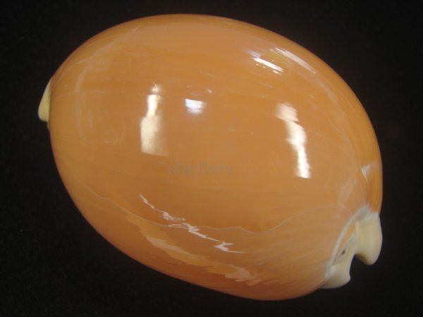 画像2: ナンヨウダカラ(Lyncina aurantium) 小難ありだけど大 (2)