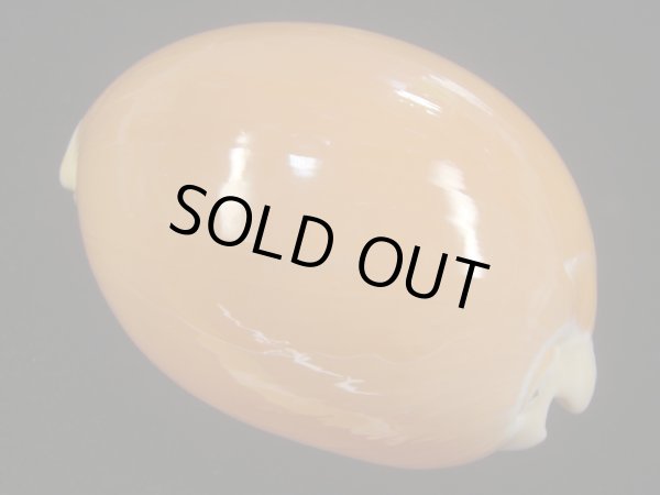 画像2: ナンヨウダカラ(Lyncina aurantium) 小難ありだけど大 (2)