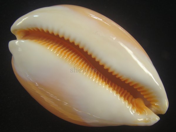 画像3: ナンヨウダカラ(Lyncina aurantium) 小難ありだけど大 (3)