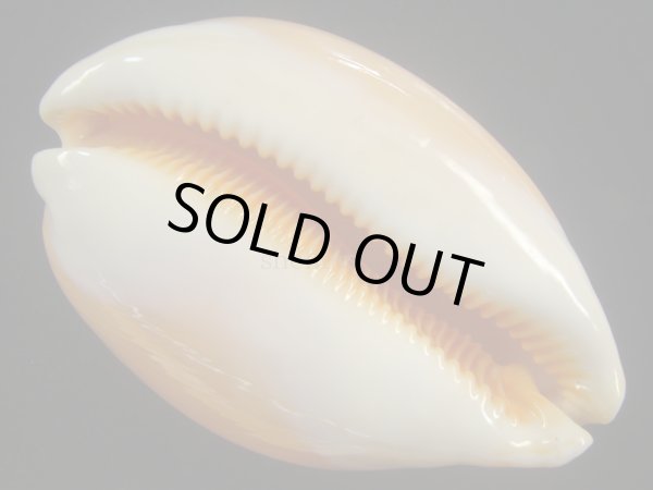 画像3: ナンヨウダカラ(Lyncina aurantium) 小難ありだけど大 (3)