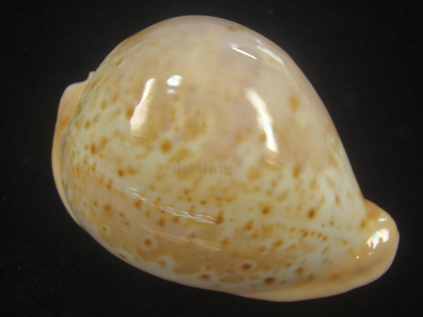 画像1: ウスアカネダカラ(Umbilia armeniaca armeniaca) 特老成 (1)
