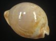 画像2: ウスアカネダカラ(Umbilia armeniaca armeniaca) 特老成 (2)