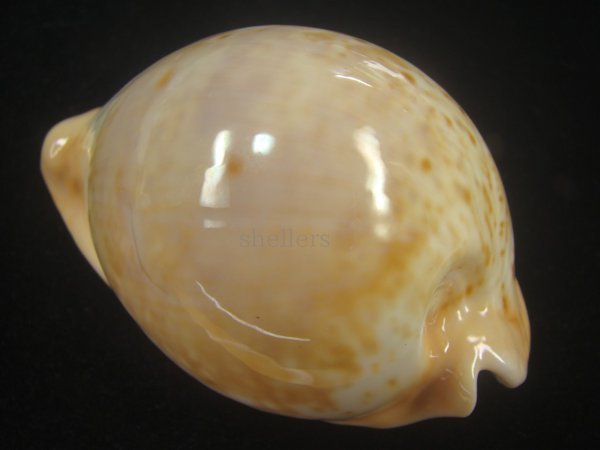 画像2: ウスアカネダカラ(Umbilia armeniaca armeniaca) 特老成 (2)