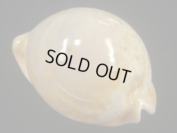 画像2: ウスアカネダカラ(Umbilia armeniaca armeniaca) 特老成 (2)