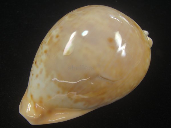 画像3: ウスアカネダカラ(Umbilia armeniaca armeniaca) 特老成 (3)