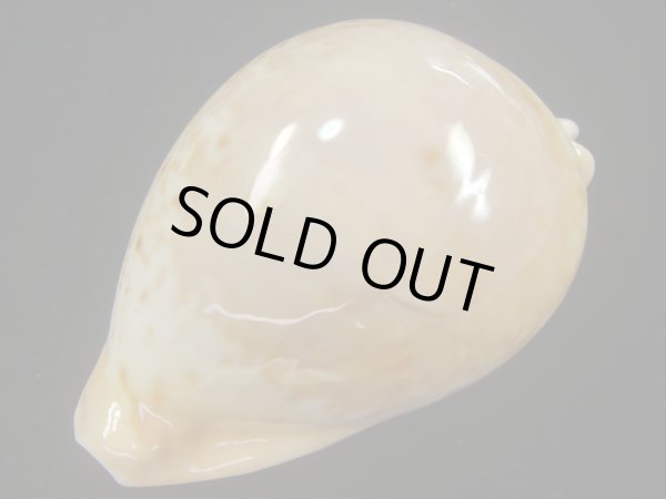 画像3: ウスアカネダカラ(Umbilia armeniaca armeniaca) 特老成 (3)