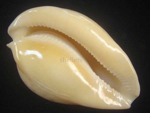 画像4: ウスアカネダカラ(Umbilia armeniaca armeniaca) 特老成 (4)