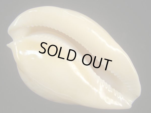 画像4: ウスアカネダカラ(Umbilia armeniaca armeniaca) 特老成 (4)