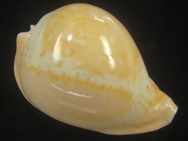 画像1: ウスアカネダカラ(Umbilia armeniaca armeniaca) 老成 (1)