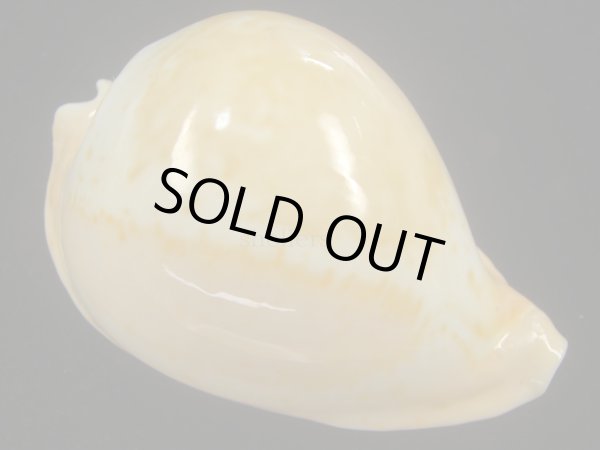 画像1: ウスアカネダカラ(Umbilia armeniaca armeniaca) 老成 (1)