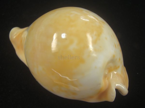 画像2: ウスアカネダカラ(Umbilia armeniaca armeniaca) 老成 (2)