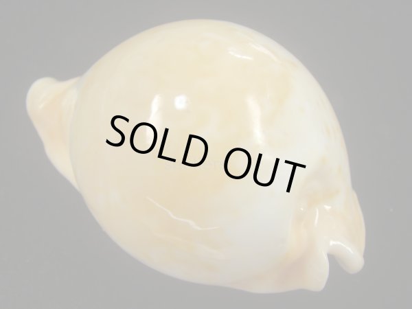 画像2: ウスアカネダカラ(Umbilia armeniaca armeniaca) 老成 (2)