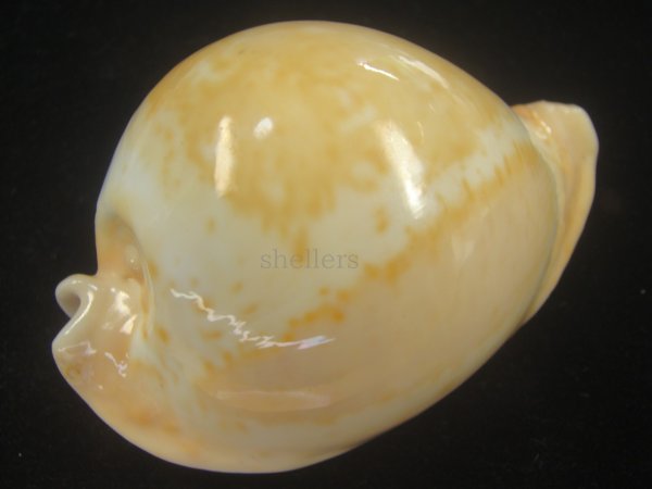 画像3: ウスアカネダカラ(Umbilia armeniaca armeniaca) 老成 (3)