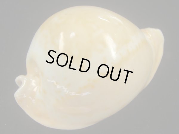 画像3: ウスアカネダカラ(Umbilia armeniaca armeniaca) 老成 (3)