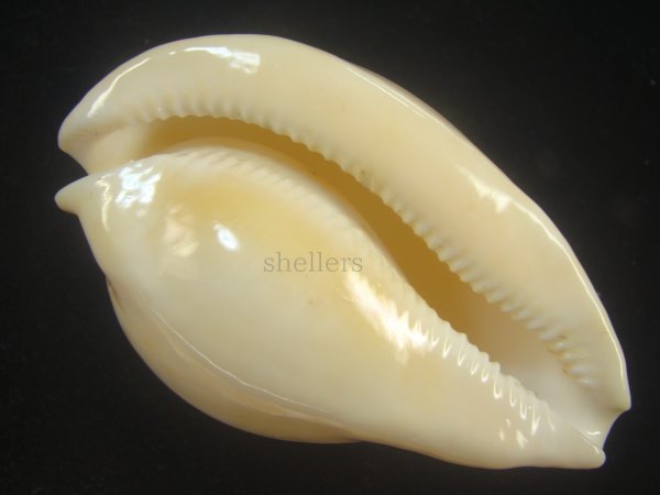 画像4: ウスアカネダカラ(Umbilia armeniaca armeniaca) 老成 (4)