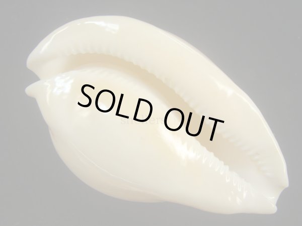 画像4: ウスアカネダカラ(Umbilia armeniaca armeniaca) 老成 (4)