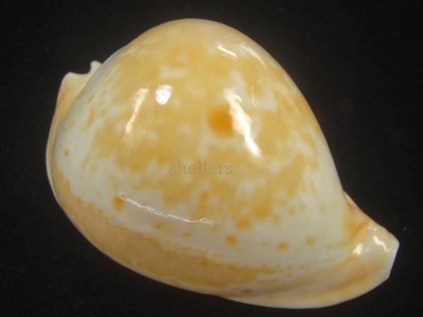 画像1: ウスアカネダカラ(Umbilia armeniaca armeniaca) 老成　美品 (1)