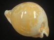 画像2: ウスアカネダカラ(Umbilia armeniaca armeniaca) 老成　美品 (2)