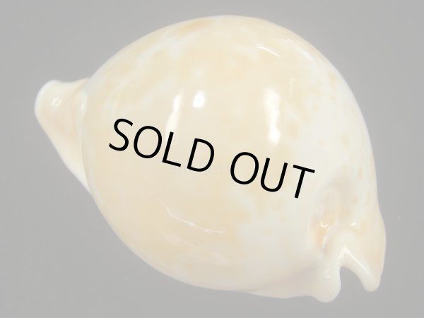 画像2: ウスアカネダカラ(Umbilia armeniaca armeniaca) 老成　美品 (2)