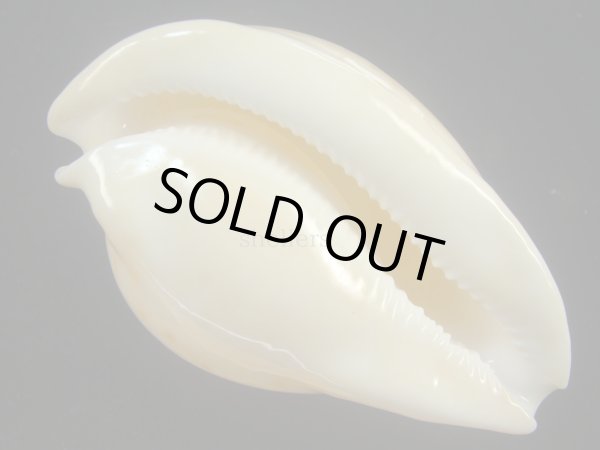 画像3: ウスアカネダカラ(Umbilia armeniaca armeniaca) 老成　美品 (3)