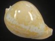 画像1: ウスアカネダカラ(Umbilia armeniaca armeniaca) 老成　美品 (1)