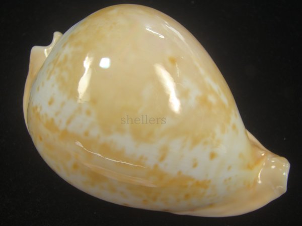 画像1: ウスアカネダカラ(Umbilia armeniaca armeniaca) 老成　美品 (1)