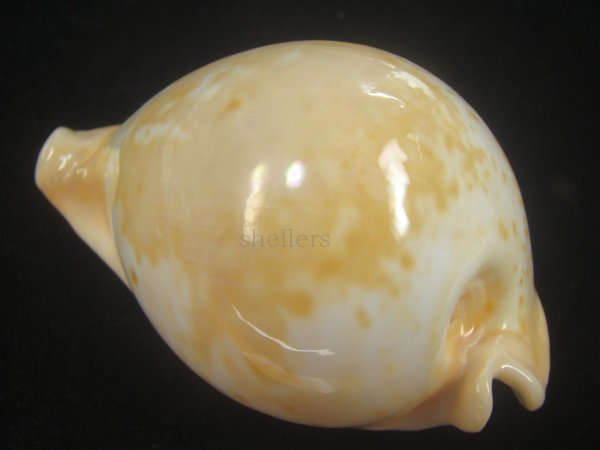 画像2: ウスアカネダカラ(Umbilia armeniaca armeniaca) 老成　美品 (2)