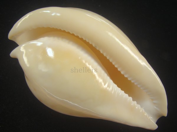 画像3: ウスアカネダカラ(Umbilia armeniaca armeniaca) 老成　美品 (3)