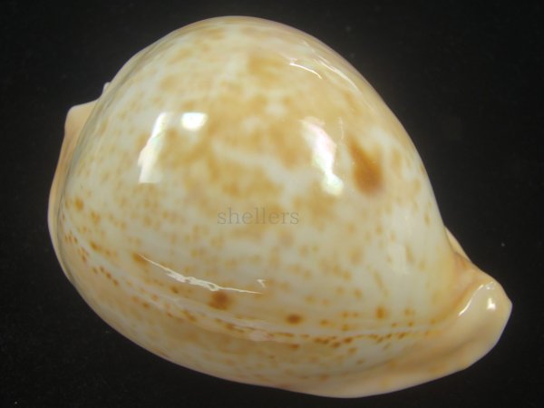 画像1: ウスアカネダカラ(Umbilia armeniaca armeniaca) 特老成　特美品　丸 (1)