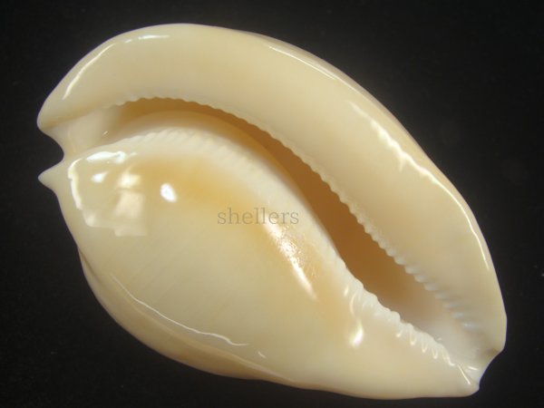 画像3: ウスアカネダカラ(Umbilia armeniaca armeniaca) 特老成　特美品　丸 (3)