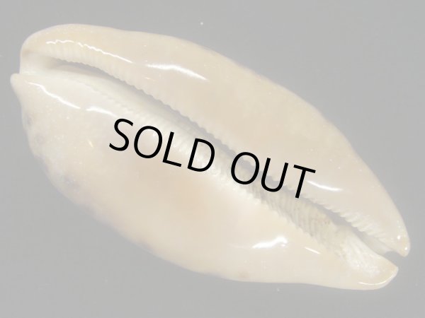 画像3: ムラクモダカラ　大 (3)