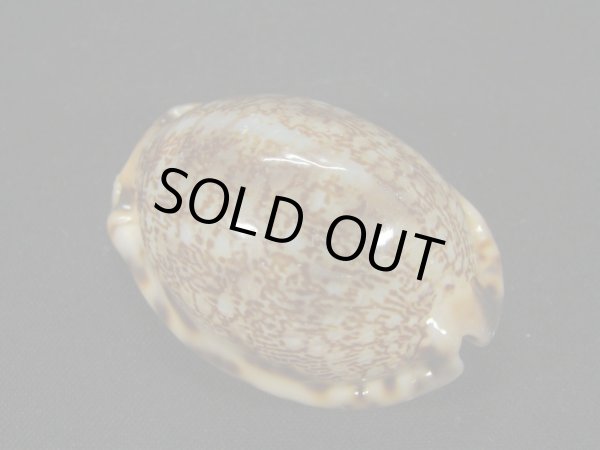 画像2: フクレヤクシマダカラ（ヤクシマダカラ　フォームギバ） (2)