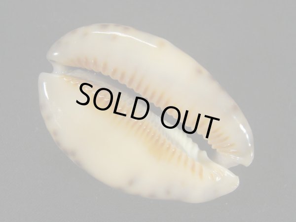 画像3: フクレヤクシマダカラ（ヤクシマダカラ　フォームギバ） (3)