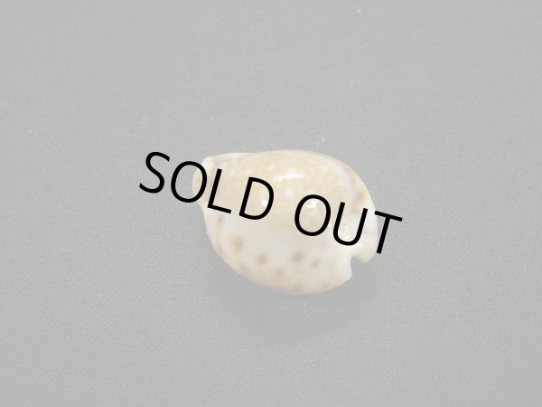 画像2: フクレラマルクダカラ（コガタラマルクダカラ） (2)