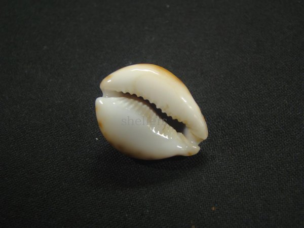 画像3: フクレラマルクダカラ(コガタラマルクダカラ) (3)