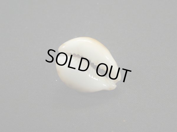 画像3: フクレラマルクダカラ（コガタラマルクダカラ） (3)