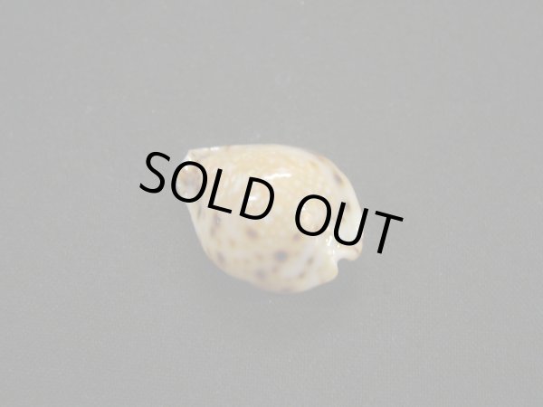 画像2: フクレラマルクダカラ(コガタラマルクダカラ) (2)