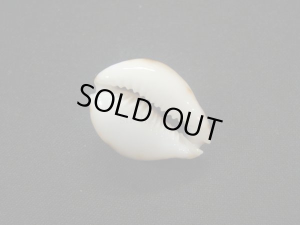 画像3: フクレラマルクダカラ(コガタラマルクダカラ) (3)