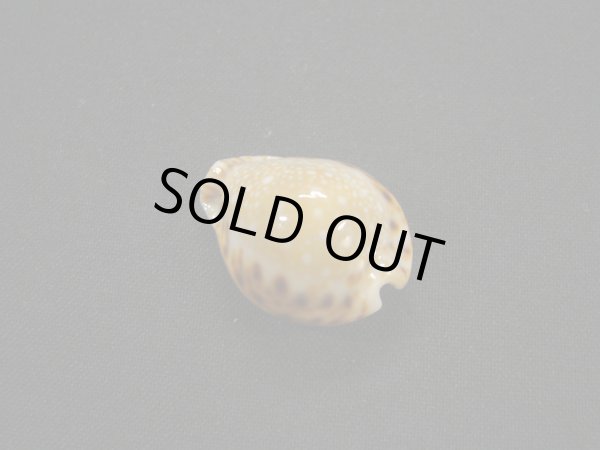 画像2: フクレラマルクダカラ(コガタラマルクダカラ) (2)