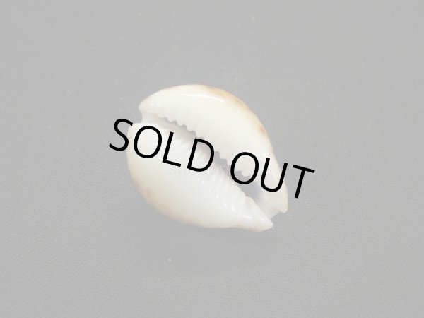 画像3: フクレラマルクダカラ(コガタラマルクダカラ) (3)