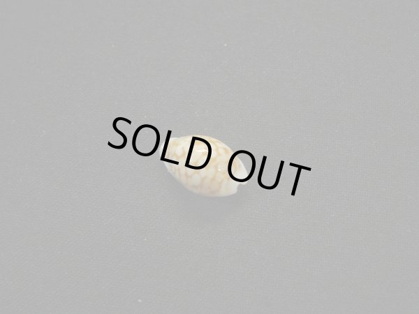 画像2: アフリカ(コマ)カノコダカラ トゥリアラフォーム (2)